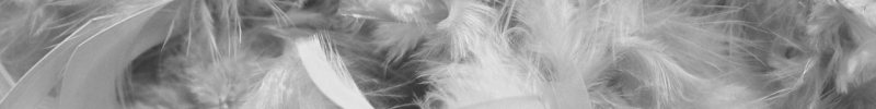 Feather-Background-bila